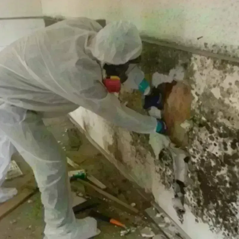 Mold Remediation and Removal in Aurora, UT